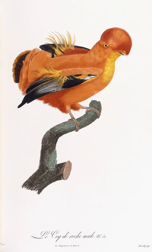 Gallo di roccia maschio